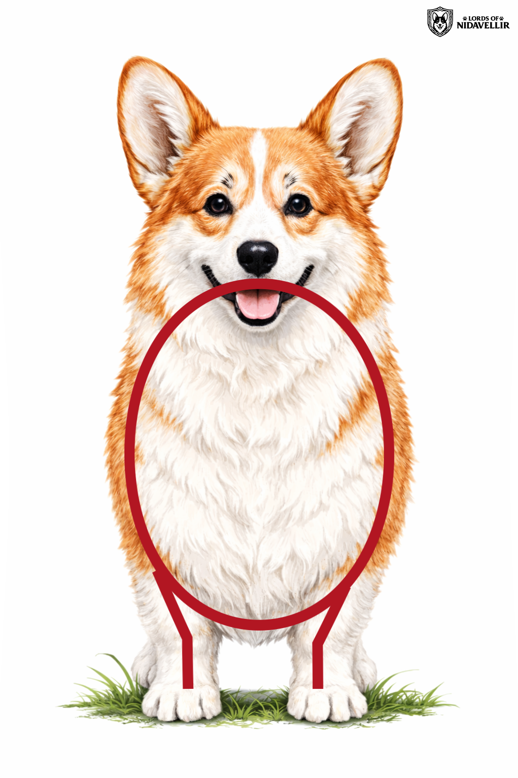 Prawidłowy front Welsh Corgi Pembroke